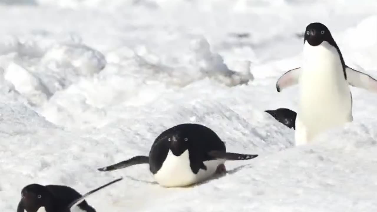 Penguin highway