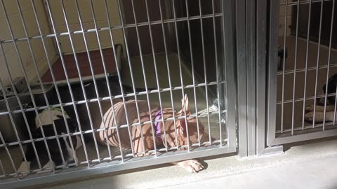 Nala-tan 3y A818292 Bristol-laing down 1y A863539 kennel 222 harrys haven PACC shelter20250618_631