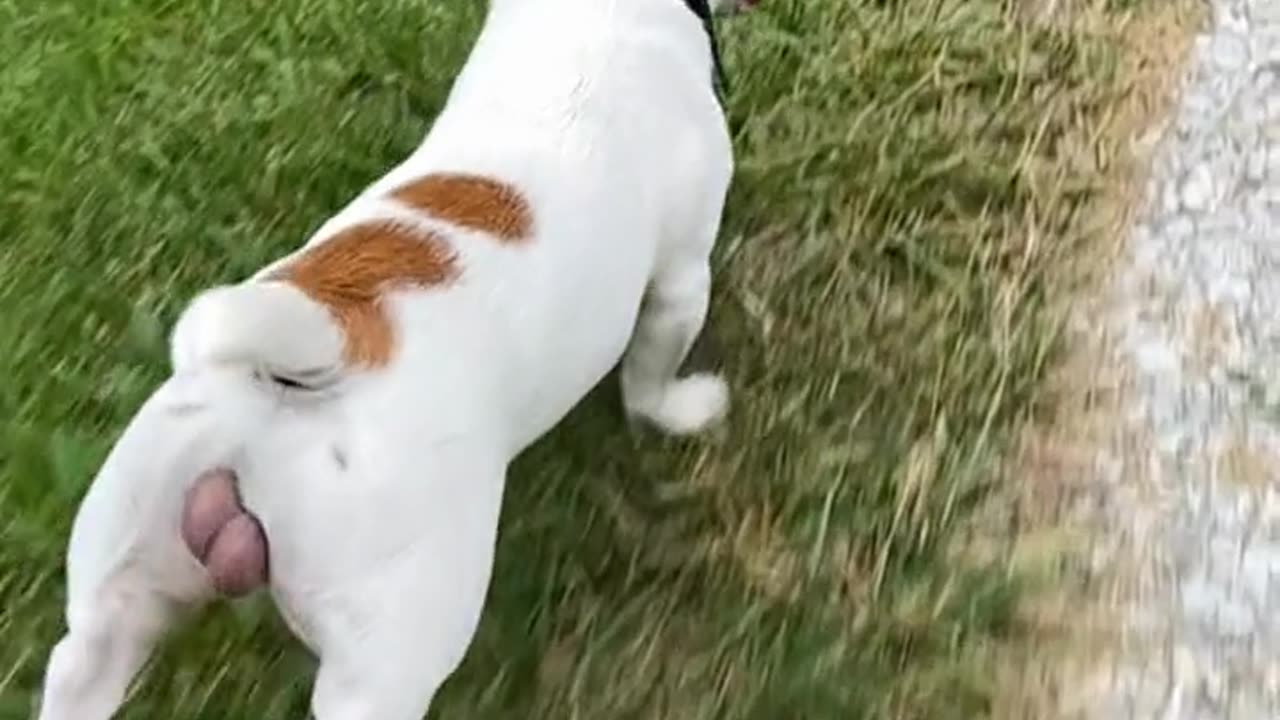 mammamia