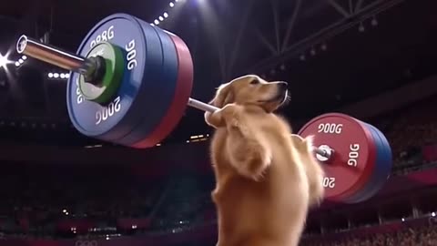 "Diving Dog Splashing Into Fun