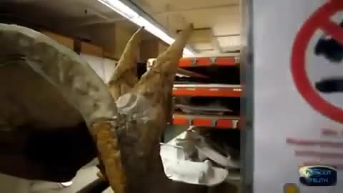 Dinosaurs Never Existed
