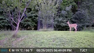 The Fawn and the Crows