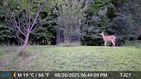 The Fawn and the Crows