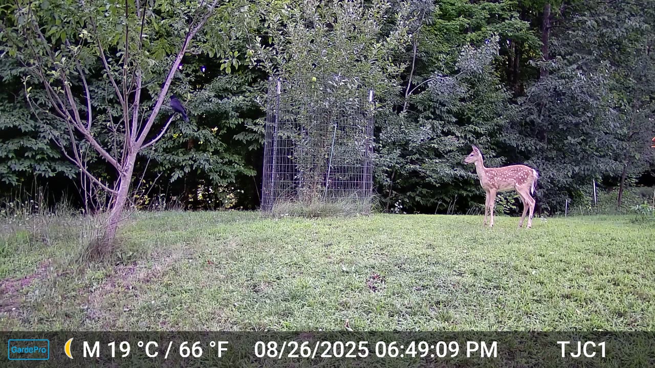The Fawn and the Crows