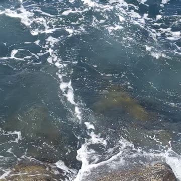 Garibaldi swimming off Jetty - California State Fish #fish #orange #nature