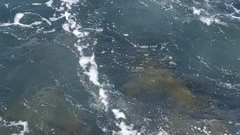 Garibaldi swimming off Jetty - California State Fish #fish #orange #nature
