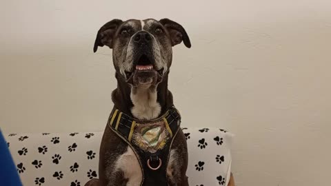 Astrid 8y A841285@TRN, he needs forever home Whines so I join-calm I'm not doggie walker2025081775