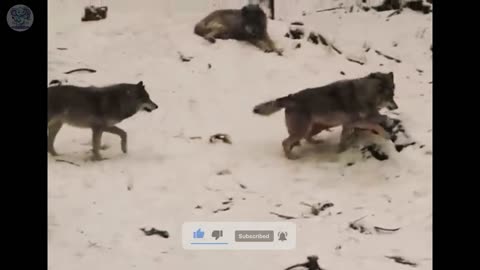 The wolf cub cried and begged the man to save his mother, what happened next was unbelievable