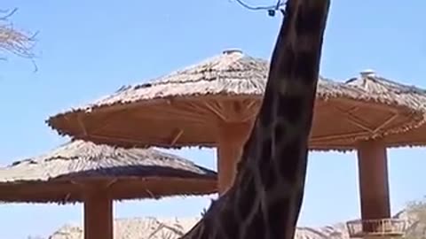 African Animals 1