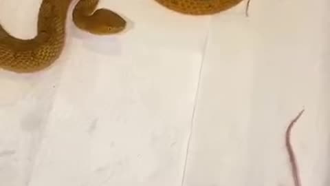 Do you know this snake 🐍 name?