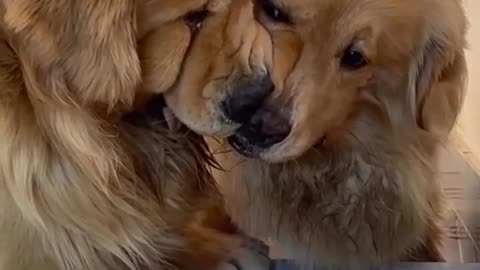 🐶👀 Conjoined doggos | FunFM