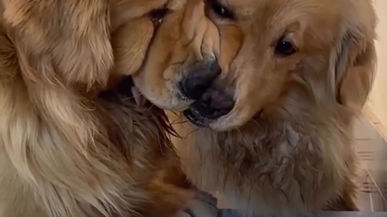 🐶👀 Conjoined doggos | FunFM
