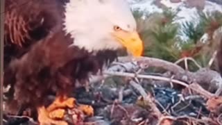 Parent moment for the eagle