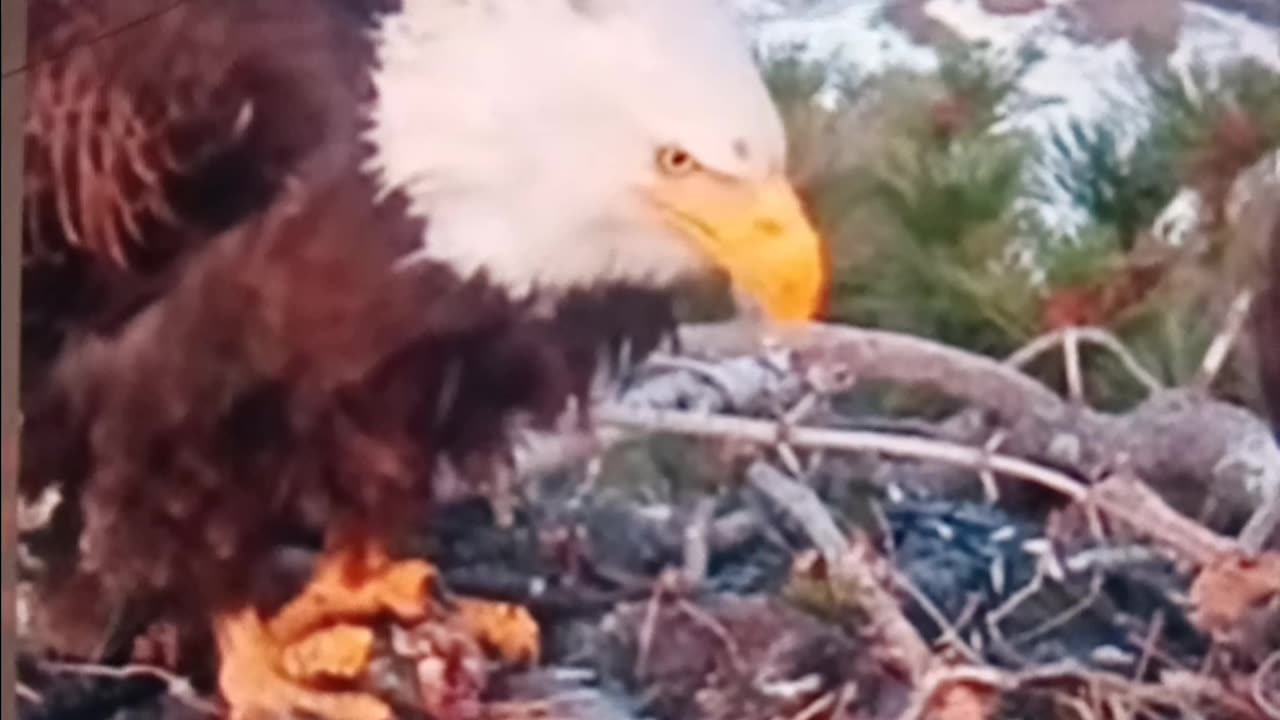 Parent moment for the eagle
