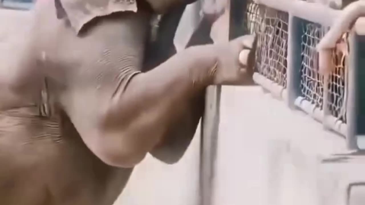 Elephant has more humanity than humens 🥰