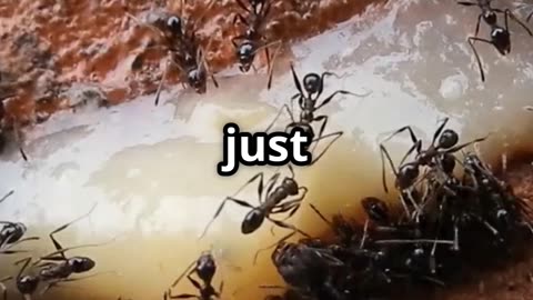 🐜 Ant Enslavers The Sinister Secret Societies Beneath the Soil 🔒🛠️