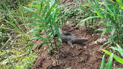 Visiting a New Friend in Our Garden 🌿 | Heartwarming Nature Moments