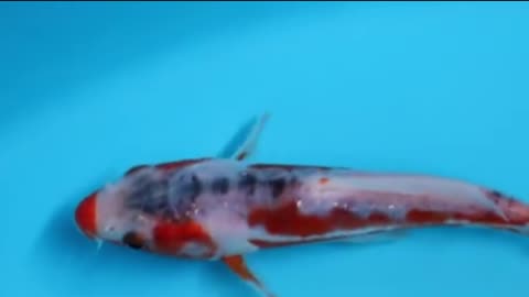 Shusui Koi A Different Way To View The Name