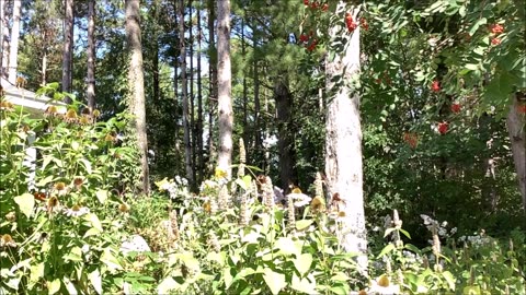 Soft Wind Blessed Moment Garden Plant July 2024