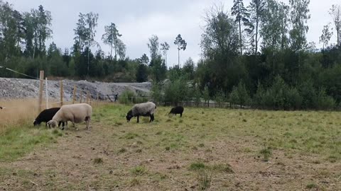 saying hi to the sheep🐑