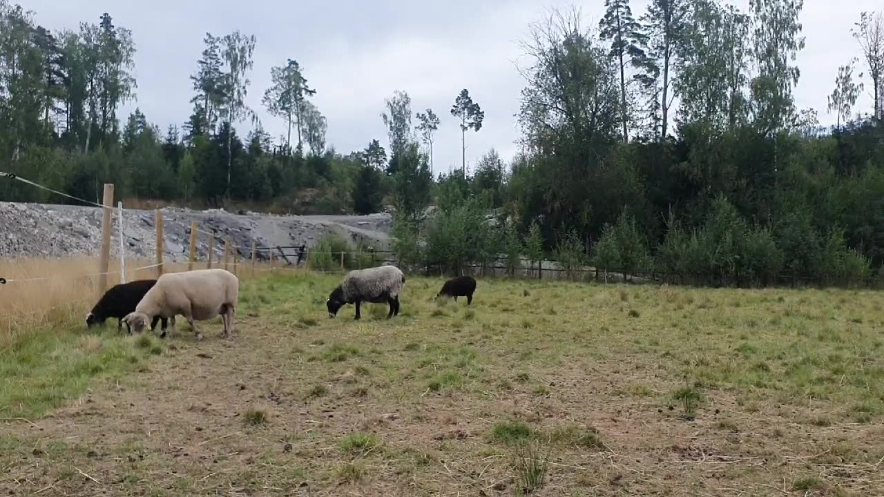 saying hi to the sheep🐑