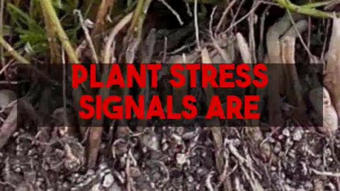 The Ultimate Resource for Snake Plant Success Indoors