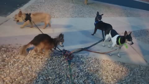 Kiko Villanova ChaCha Paco under even more possible stress if people-doggies surprise us20250617_577