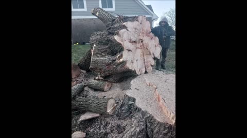 Terry's Tree Services LLC