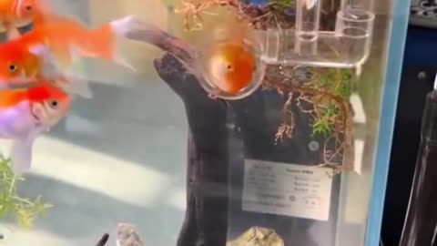 Treadmill for the fish 🤣