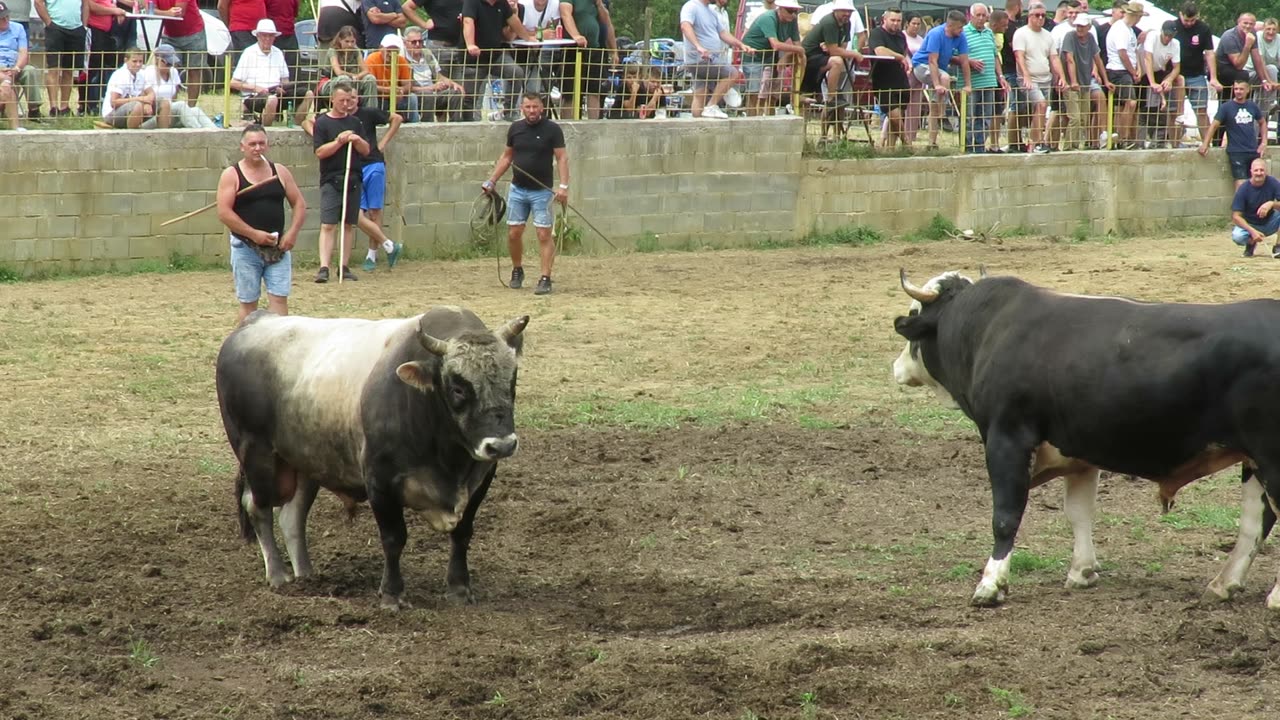 Golub braće Botonjić vs Putalj braće Halilović Hrustovo 2025