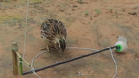 Quail Trapping Videos
