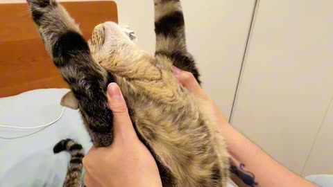 When You Lift a Sleeping Cat… Magic Happens! 🐱✨