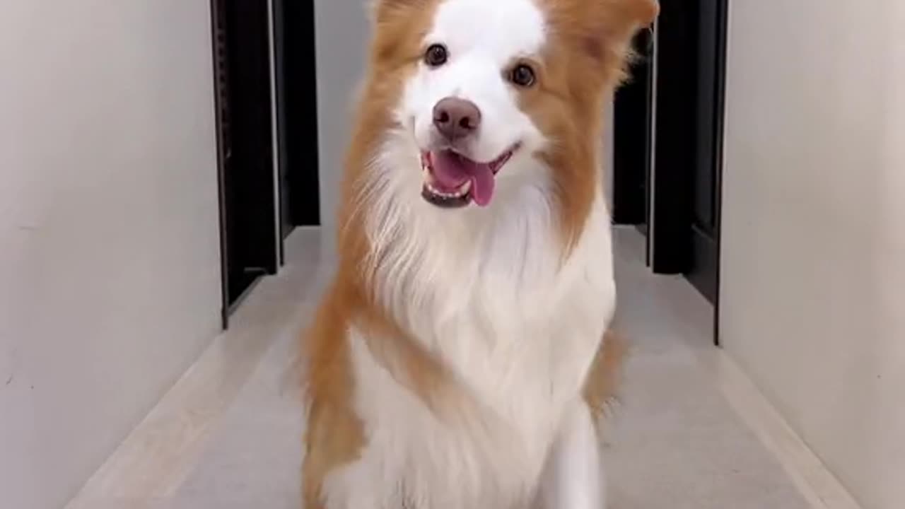 CUTE FUNNY DOG 🐕 DANCE IS TOO 🤣😂 FUNNY