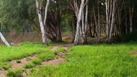 29.3.2025 Barron River Esplanade, Kuranda