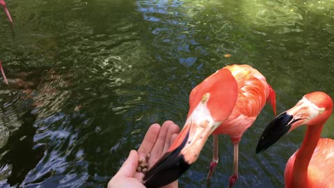 Puerto Vallarta Zoo (Jalisco, Mexico) 1