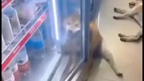 😂🐶 This Dog's Reaction is Too Cute! | FunFM