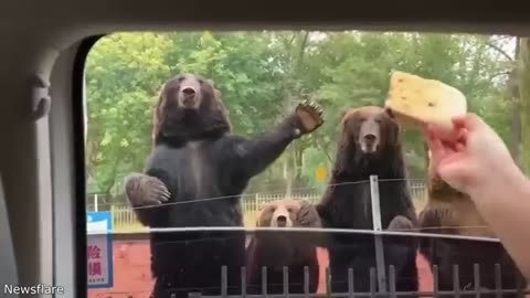 Funniest Animal Videos Ever (Part 1)