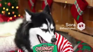 We still have a few openings for both grooming and overnight boarding