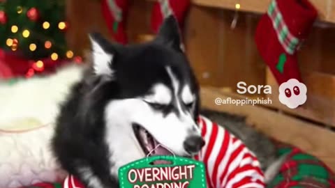 We still have a few openings for both grooming and overnight boarding