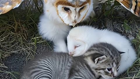An Owl Protecting Sleeping Chick and kitten