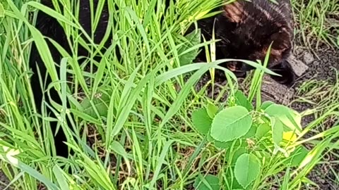 Cat in the grass