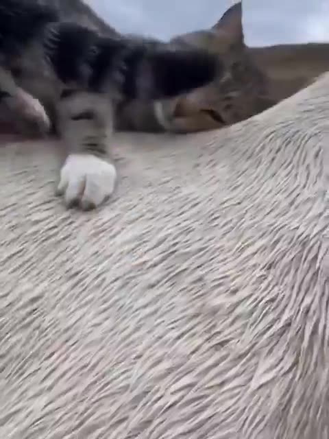 Horse gives its feline friend a lift
