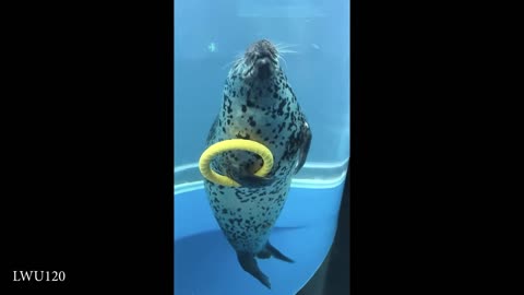 Funniest Animal Videos
