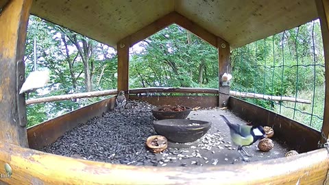 A great tit flew away with half a nut 🥜🐦😀