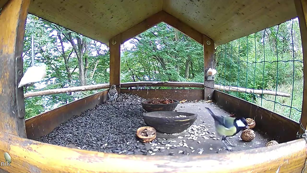 A great tit flew away with half a nut 🥜🐦😀