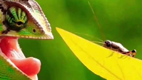 🦎 This Chameleon Changed Colors Slowly… And It’s Hypnotizing ✨