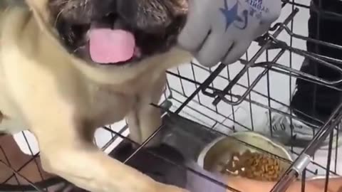 🐶🧳 The Dog's Unexpected Fear of Nail Clipping! ✂️😱#DogLovers #PetHumor #CutePets #DogBehavior#Friend