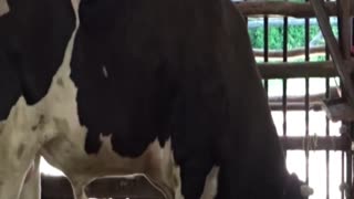 cow