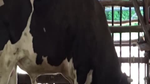cow