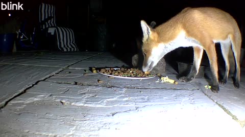 Fox Moves Hedgehog Out of the Way for a Drumstick